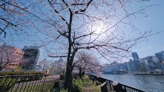 Cherry Blossoms in Spring — Tokyo, Japan